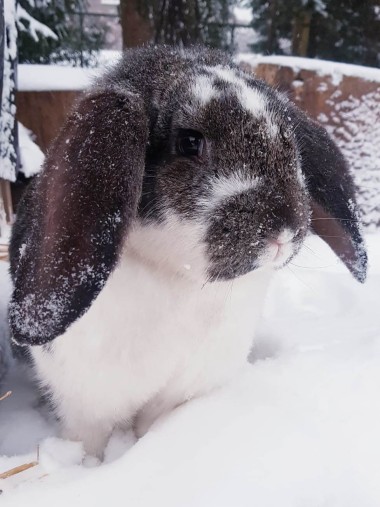 Konijnen in de winter